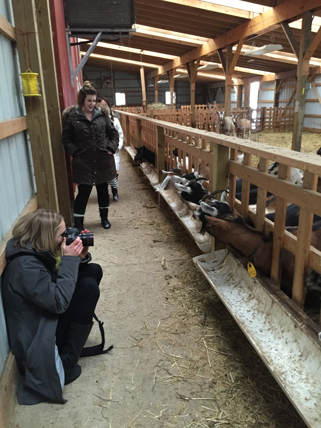 photograph your adorable goats? Yes, Please!