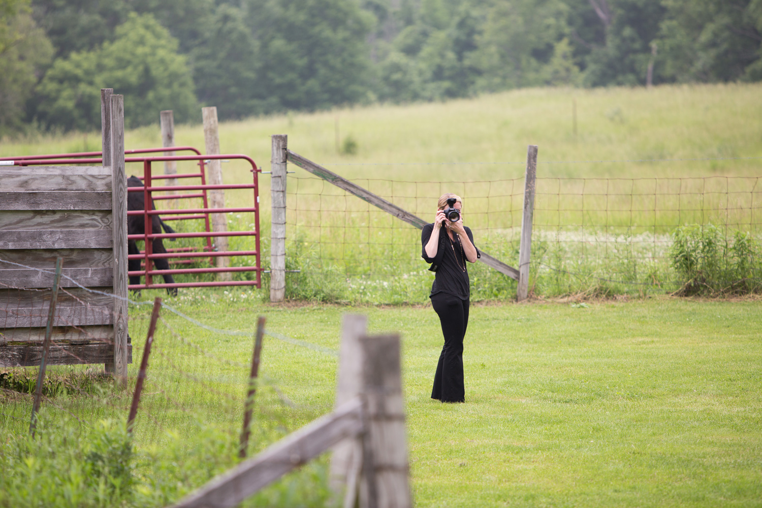  White Oaks Farm - hanging with the cattle&nbsp; 