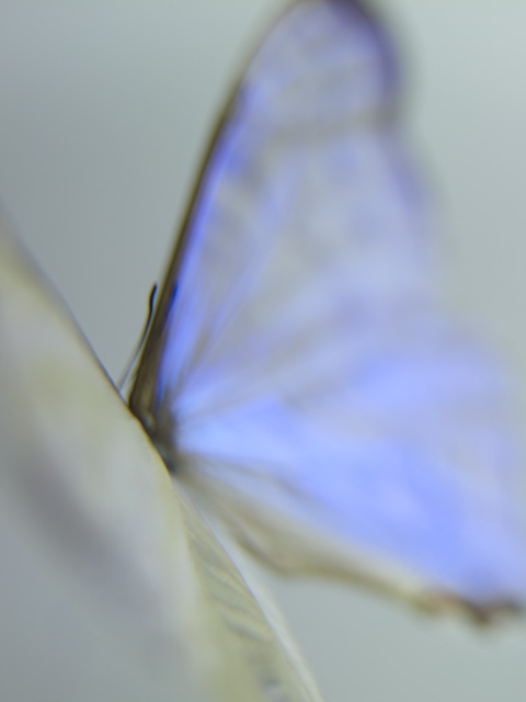 Deception55_2012.jpg