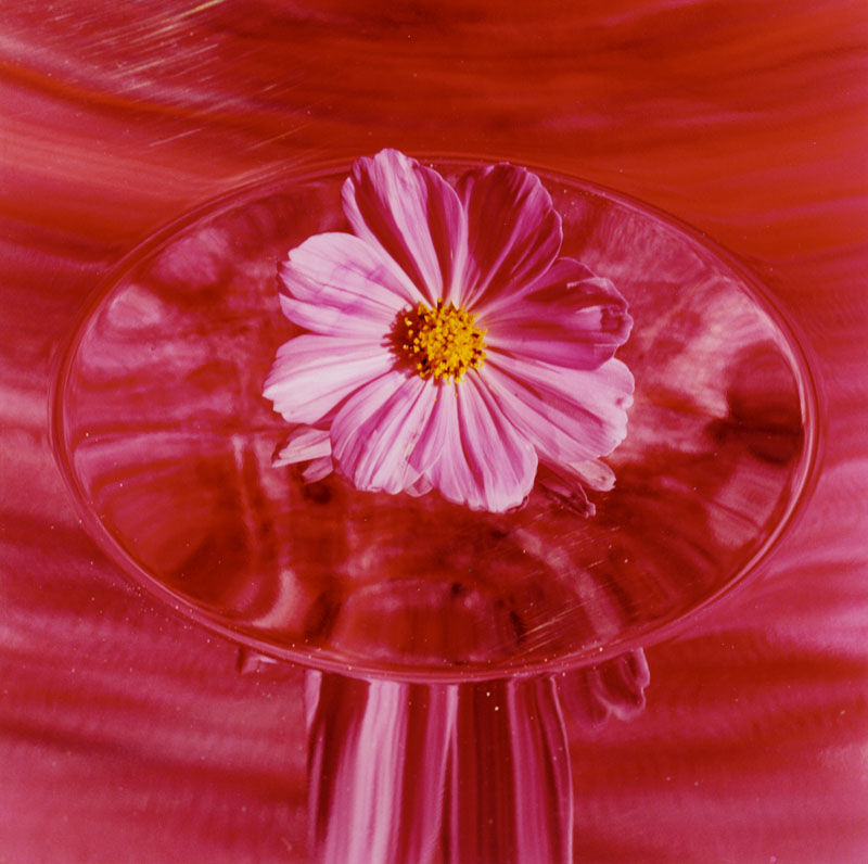 The Pink Cosmo, 2005