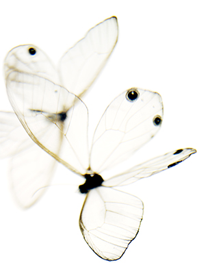 Deception #21, 2011