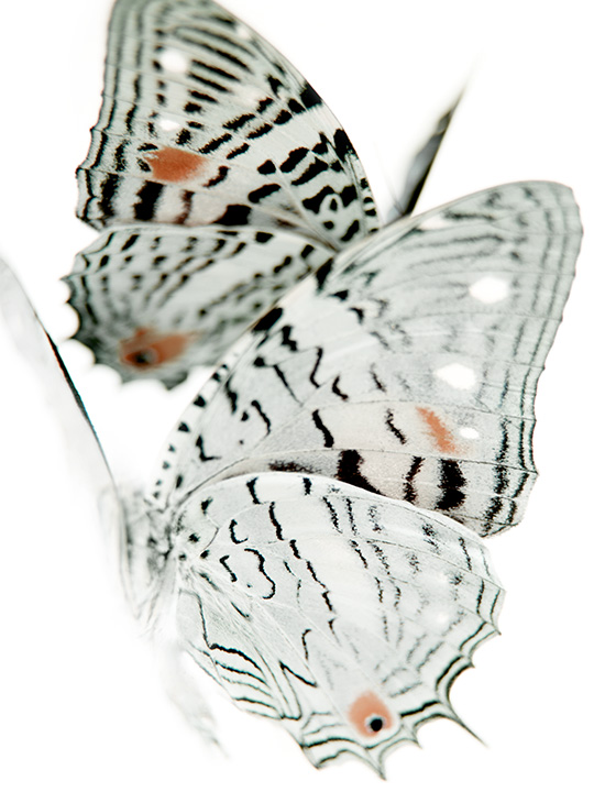 Deception52_2013.jpg