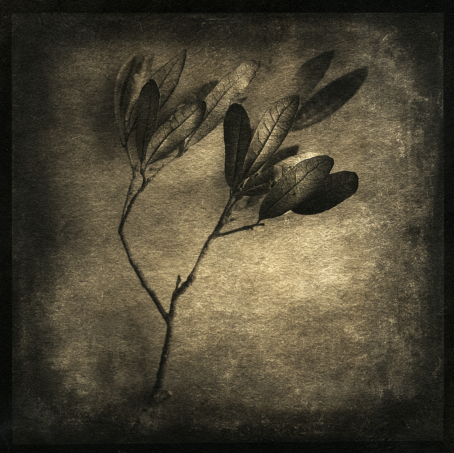 Organics #20