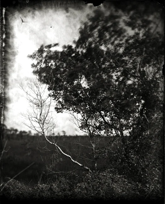 Brush with Bare Branch, 2011