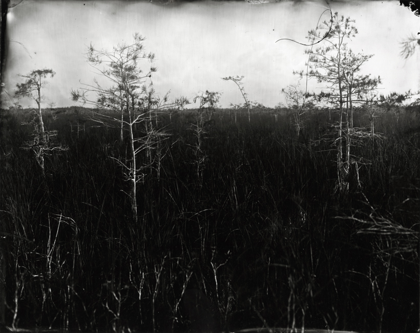 Dwarf Cypress Forest, 2010