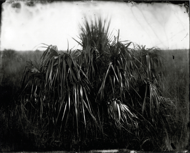 Palm in Sawgrass, 2010
