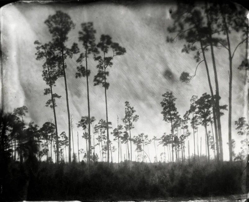 Slash Pines, 2009