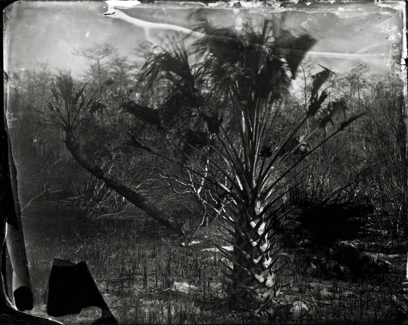 Singed Palms, 2009