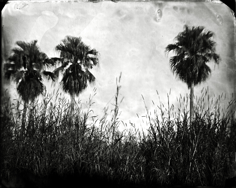 Three Cabbage Palms, 2010