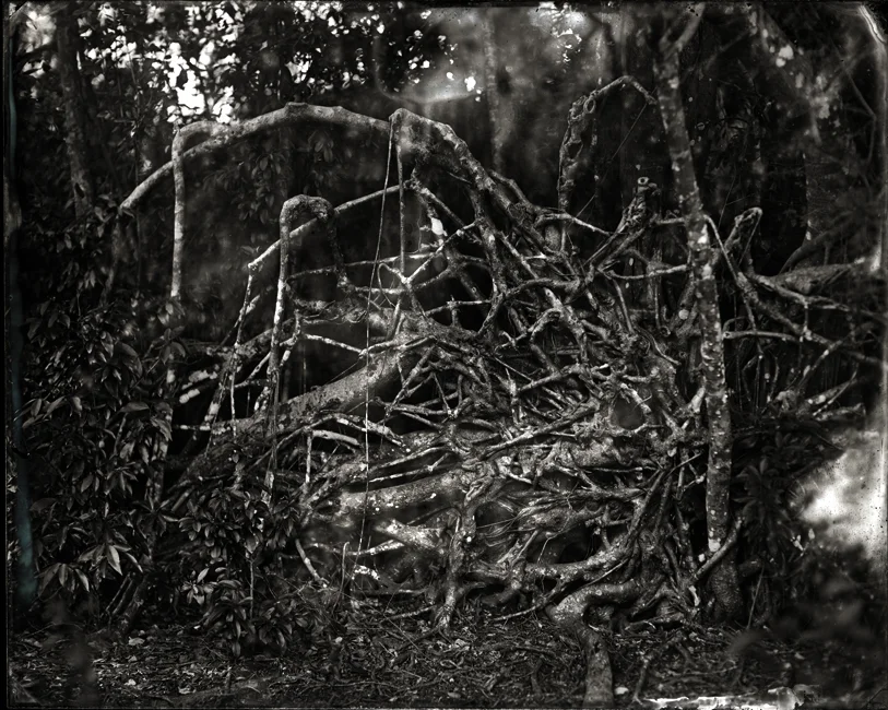Tree Intestines 2011