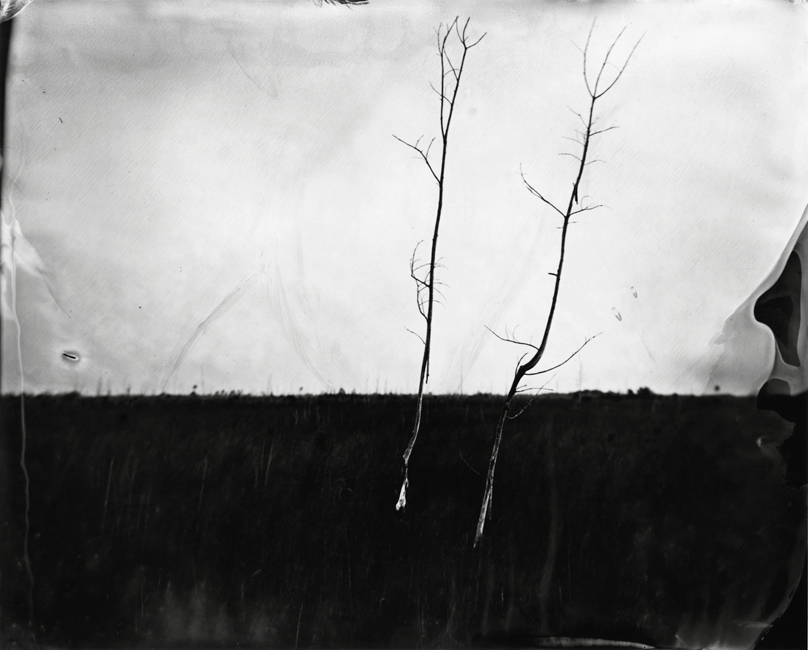 Two Trees in Sawgrass, 2011