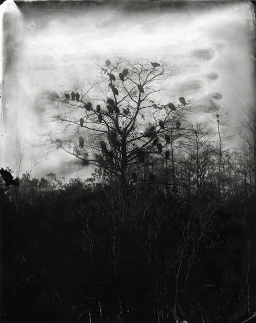 Vultures, 2009