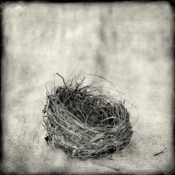Nest #3