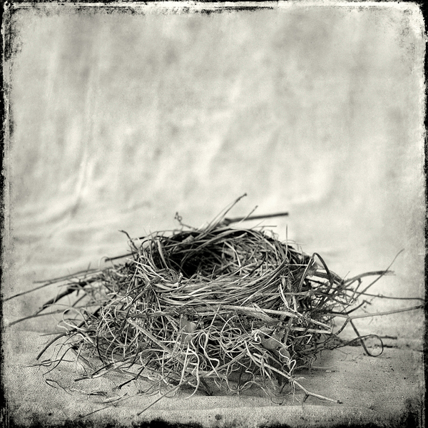 Nest #10