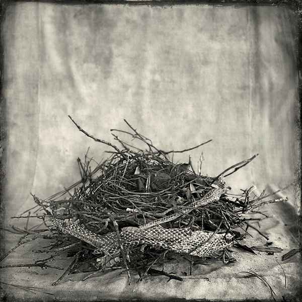 Nest #11
