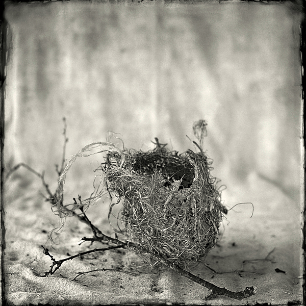 Nest #13