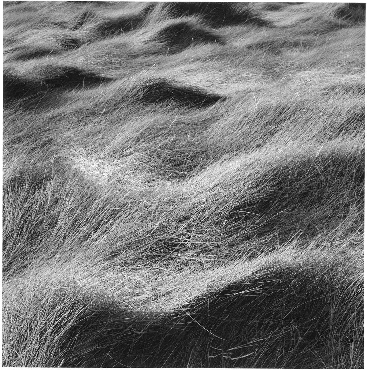 Salt Marsh Grass #24, 1999