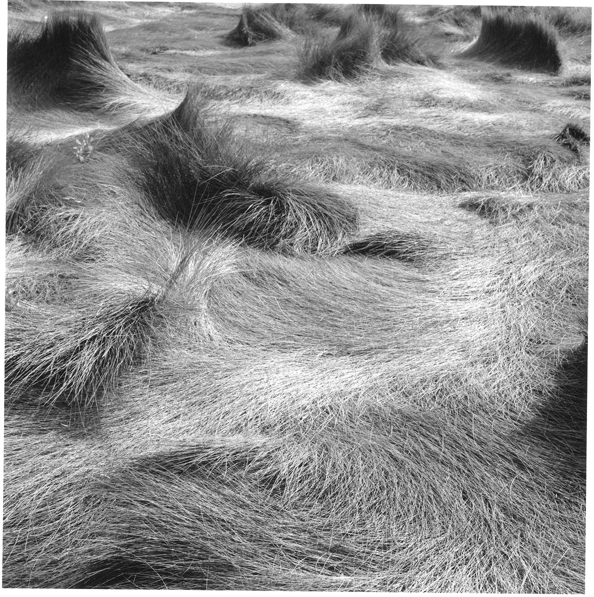 Salt Marsh Grass #30, 1999