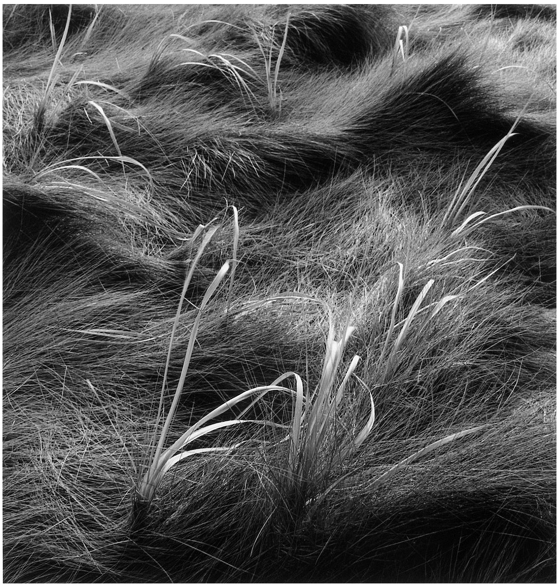 Salt Marsh Grass #50, 1999