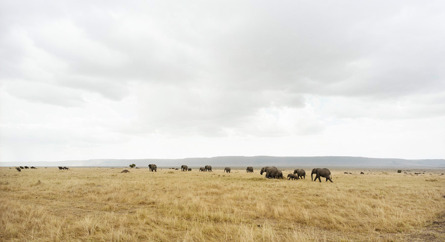 Masai Mara II, 2009.jpg