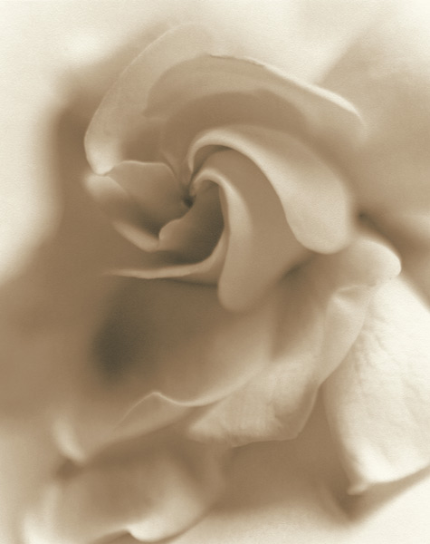 Gardenia II, 1997,