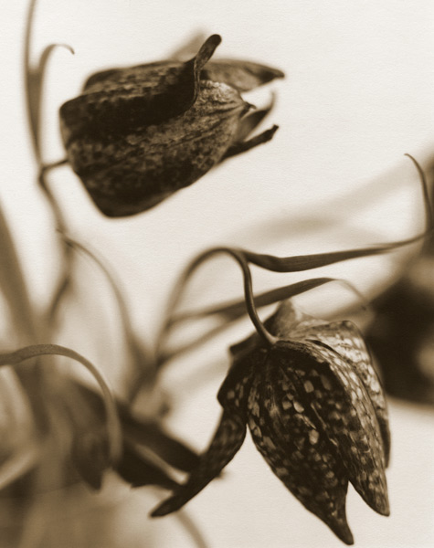 Fritillaria, 1995