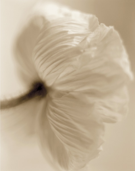 Poppy, 1997