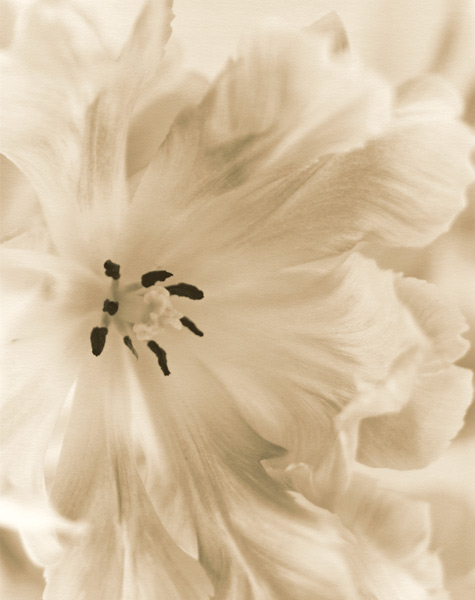 Open Face Tulip, 1996