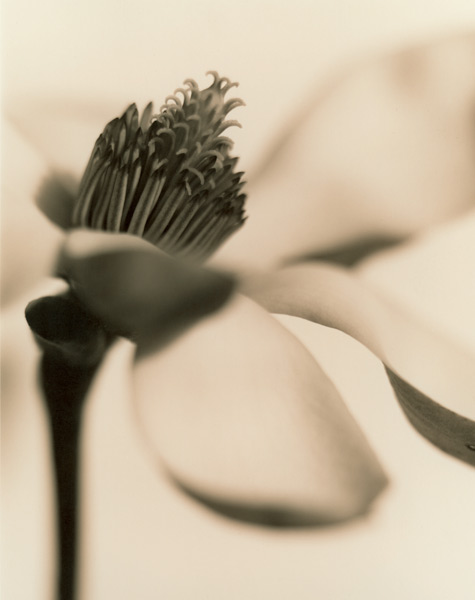 Magnolia (Dark Stem), 1998