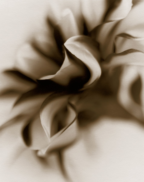 Dahlia, 1996