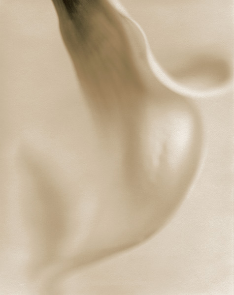 Calla Lily I, 1996,