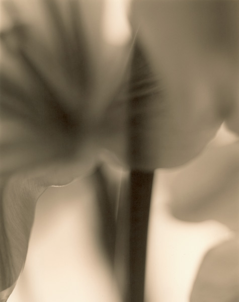Tulip, 1998