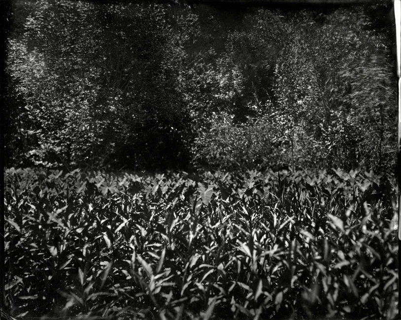 Alligator Grass Under Highway, 2010