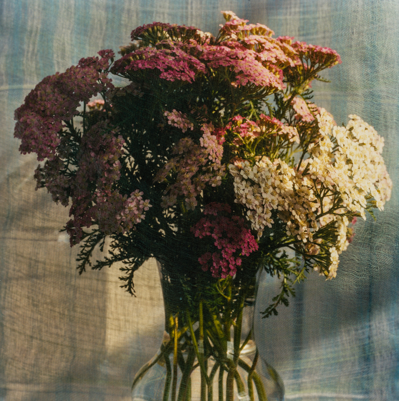 PETER C JONES - Achillea, No. 2, 2008 - W -.jpg
