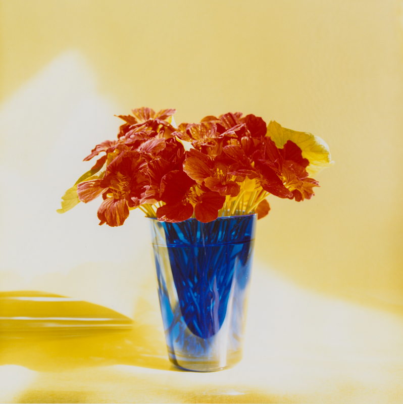 PETER C JONES - Empress Nasturtiums, 2005 - W -.jpg