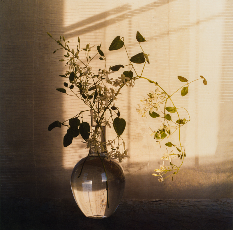 PETER C JONES - September Clematis, No. 1, 2008 - W -.jpg