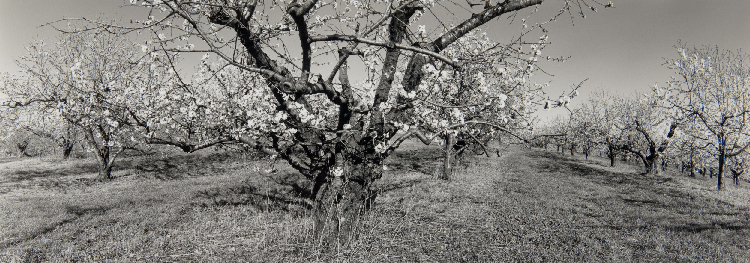 E. Lindbloom, Apple Orchard, Milton, 1998, gelatin silver print.jpg