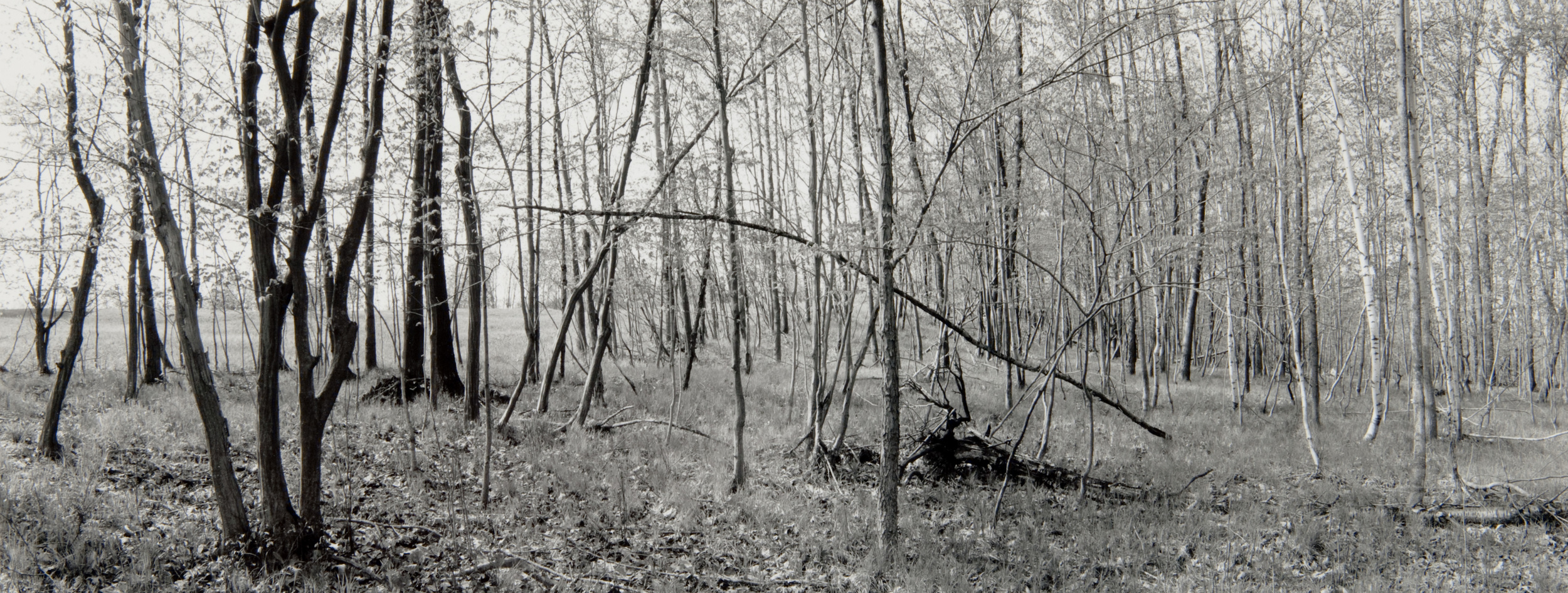 E. Lindbloom, Light Woods, Saratoga Battlefield, 1996, gsp.jpg