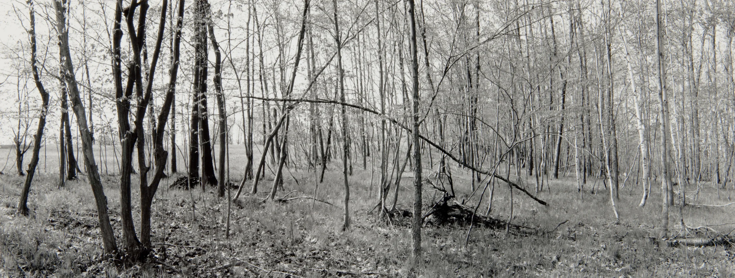 E. Lindbloom, Light Woods, Saratoga Battlefield, 1996, gsp.jpg