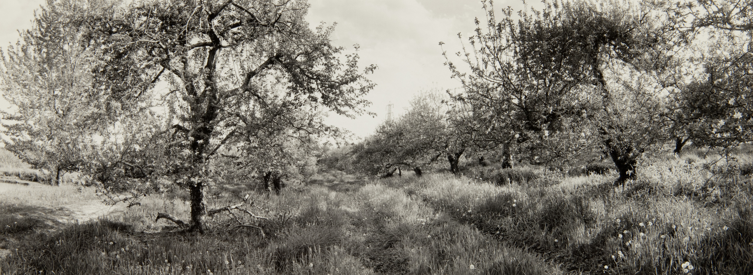 E. Lindbloom, Peach Hill, Poughkeepsie, 1995, gsp.jpg