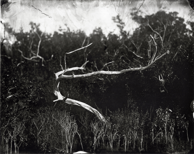 buttonwoodtree.jpg