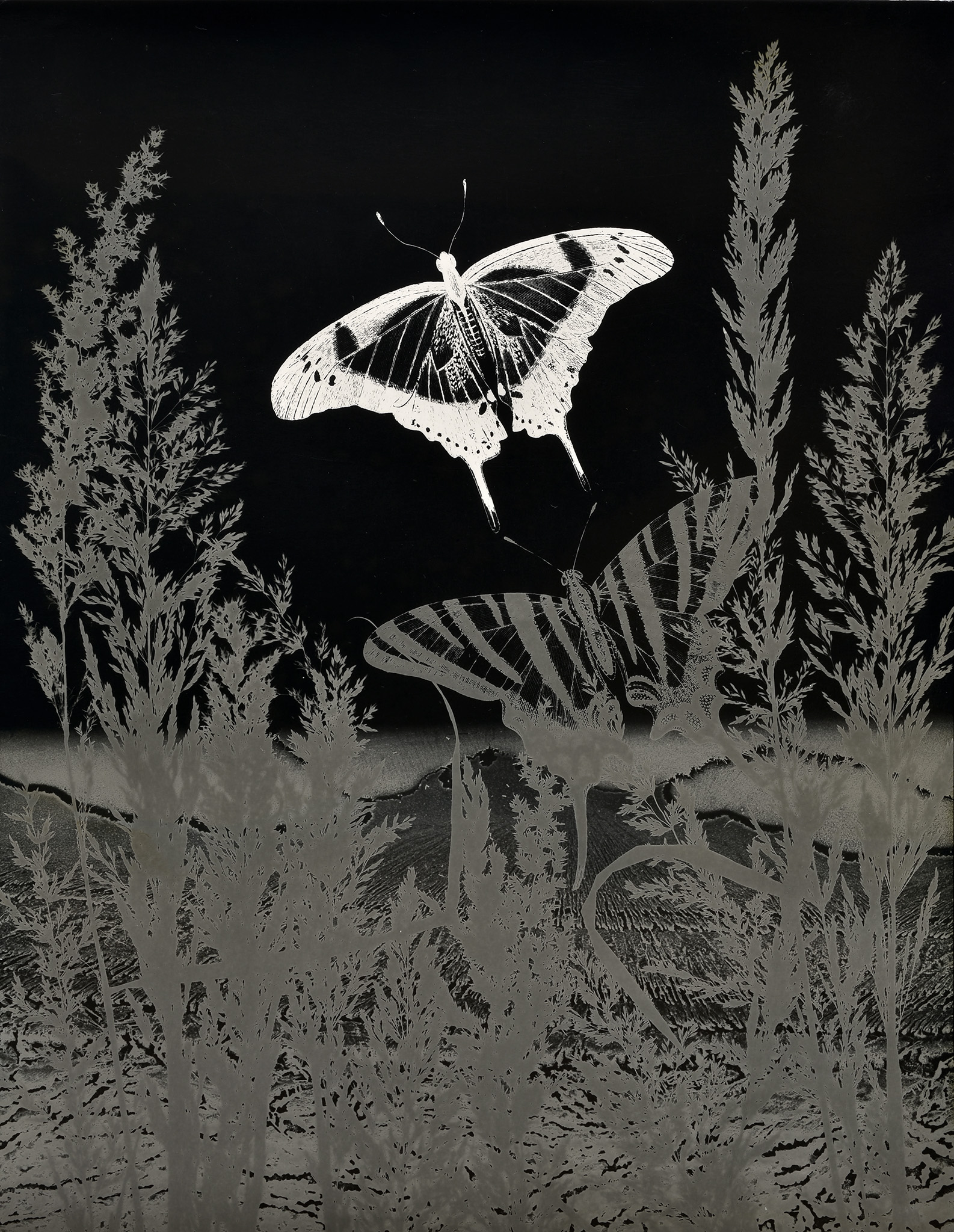 Insectes, 1979