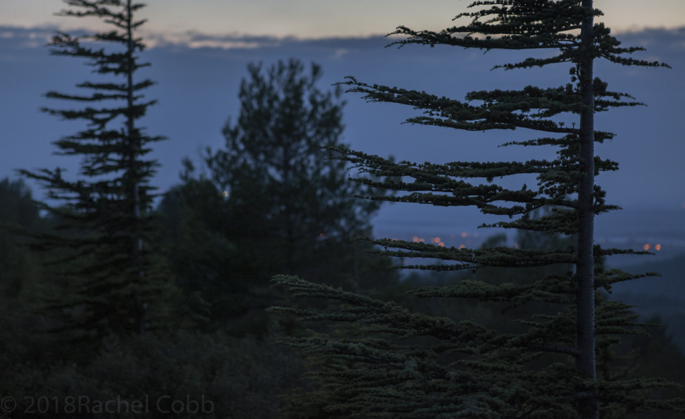121116_017_EveningWalkSRGB.jpg