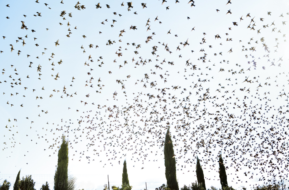 121208_001_MistralBirdsSRGB.jpg