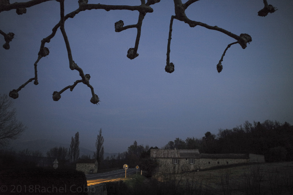 140311_080_PrunedTreeSRGB.jpg