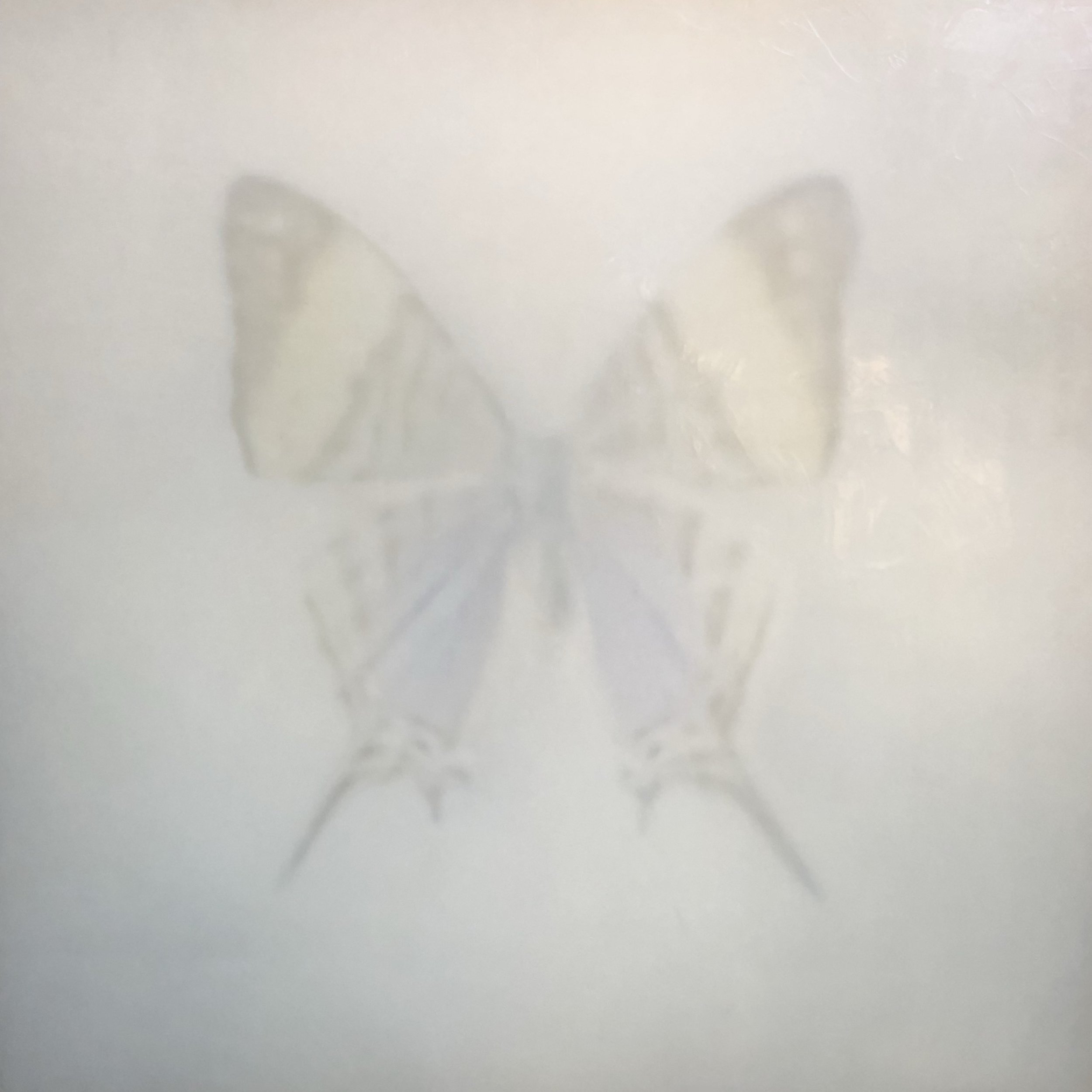 butterfly 1 60x60.JPG