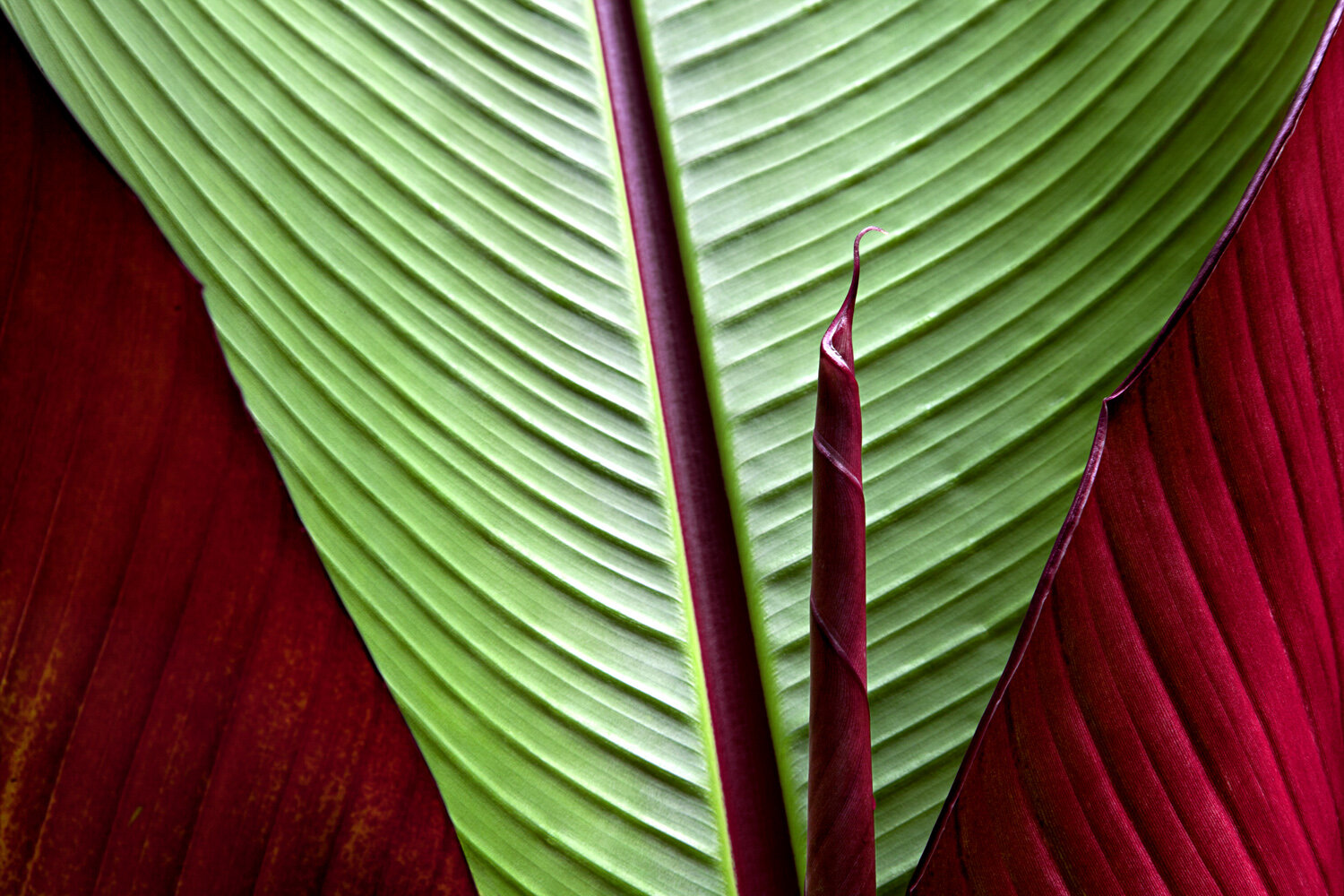 PETER C. JONES - Jungle Stories - No. 4 - Little Compton RI - July 2010.jpg