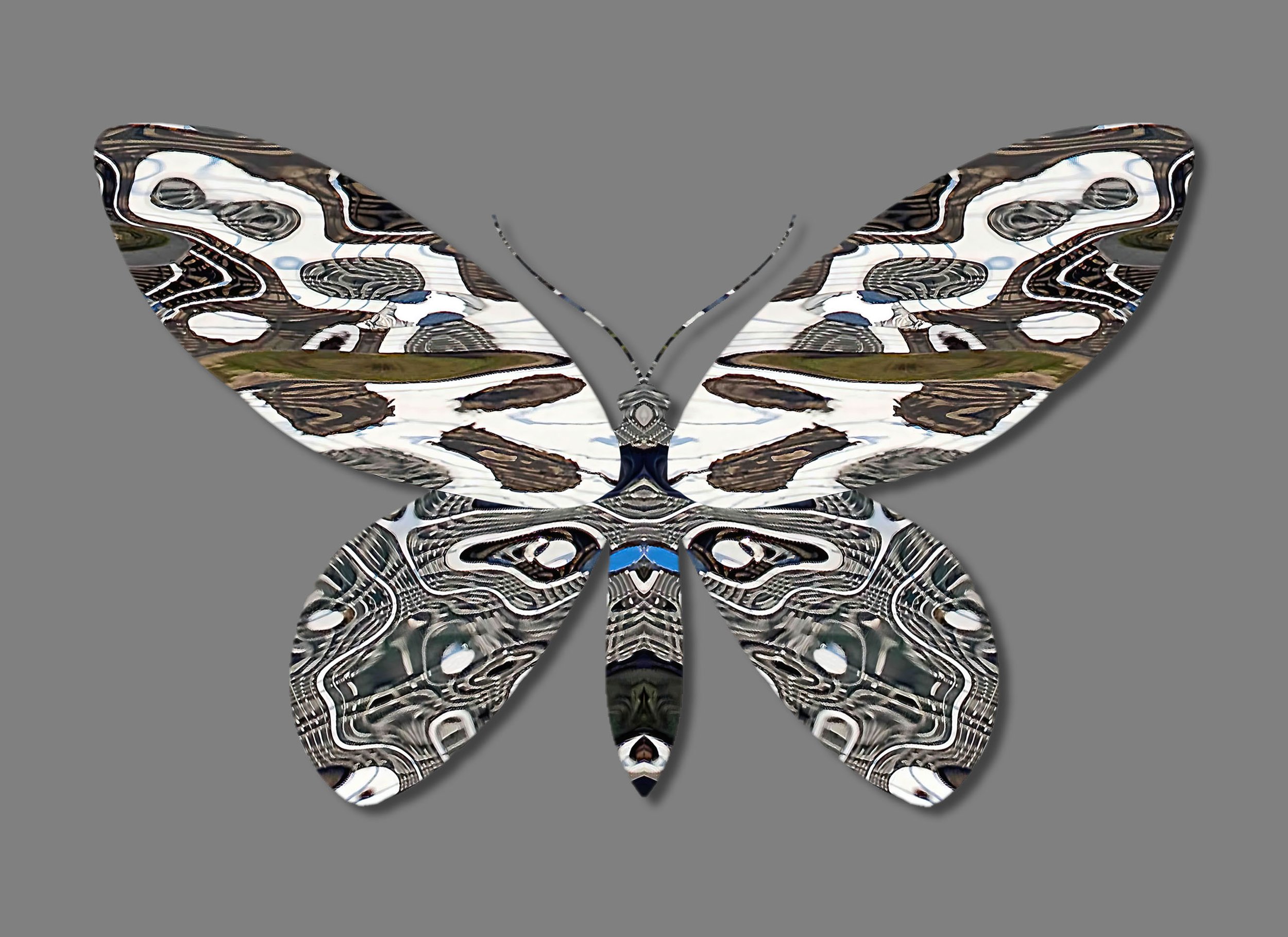 Barbara-Vaughn-Lepidoptera-5.5-2022-16x20.jpg