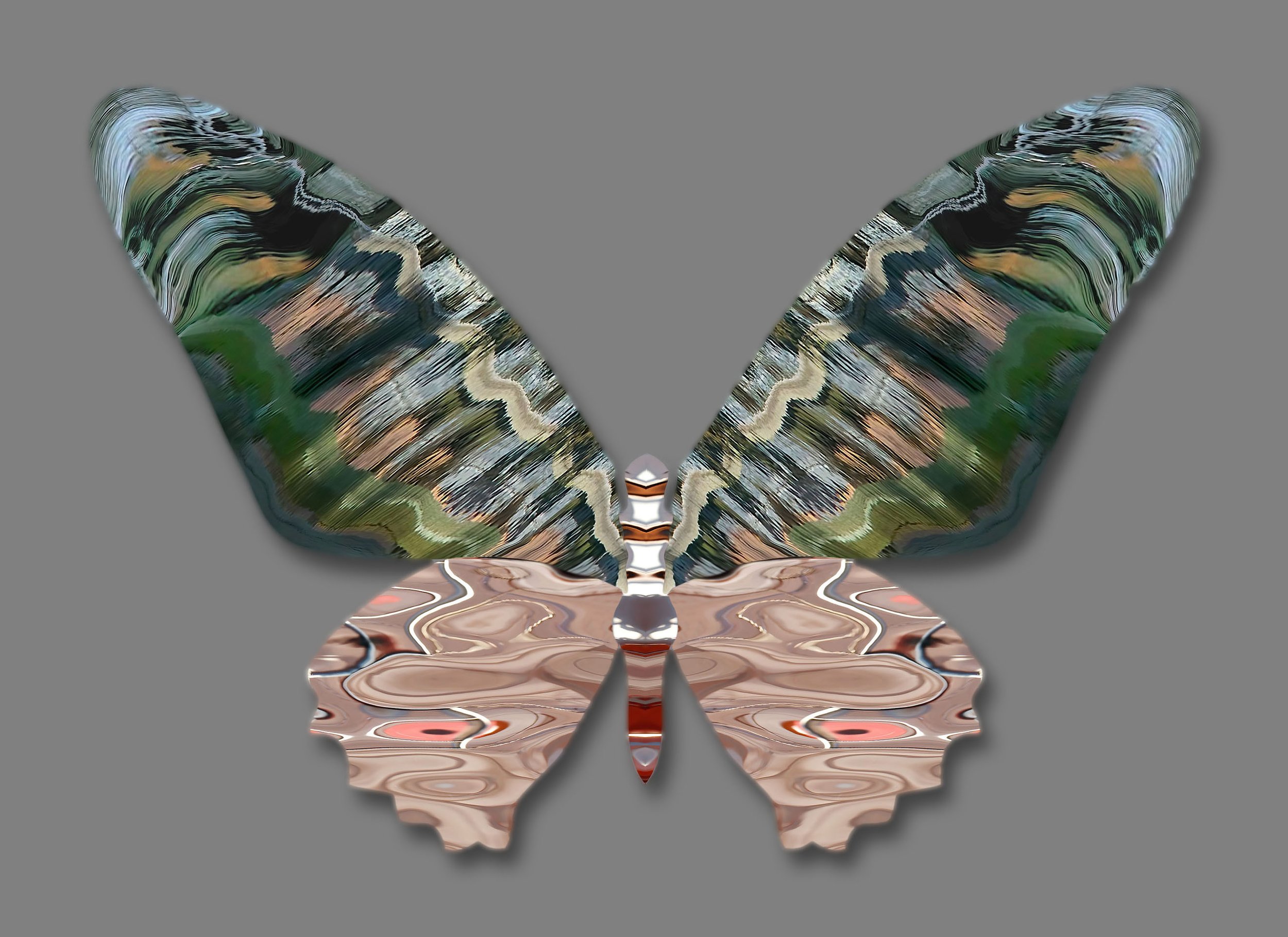 Barbara-Vaughn-Lepidoptera-3.5-2022-16x20.jpg