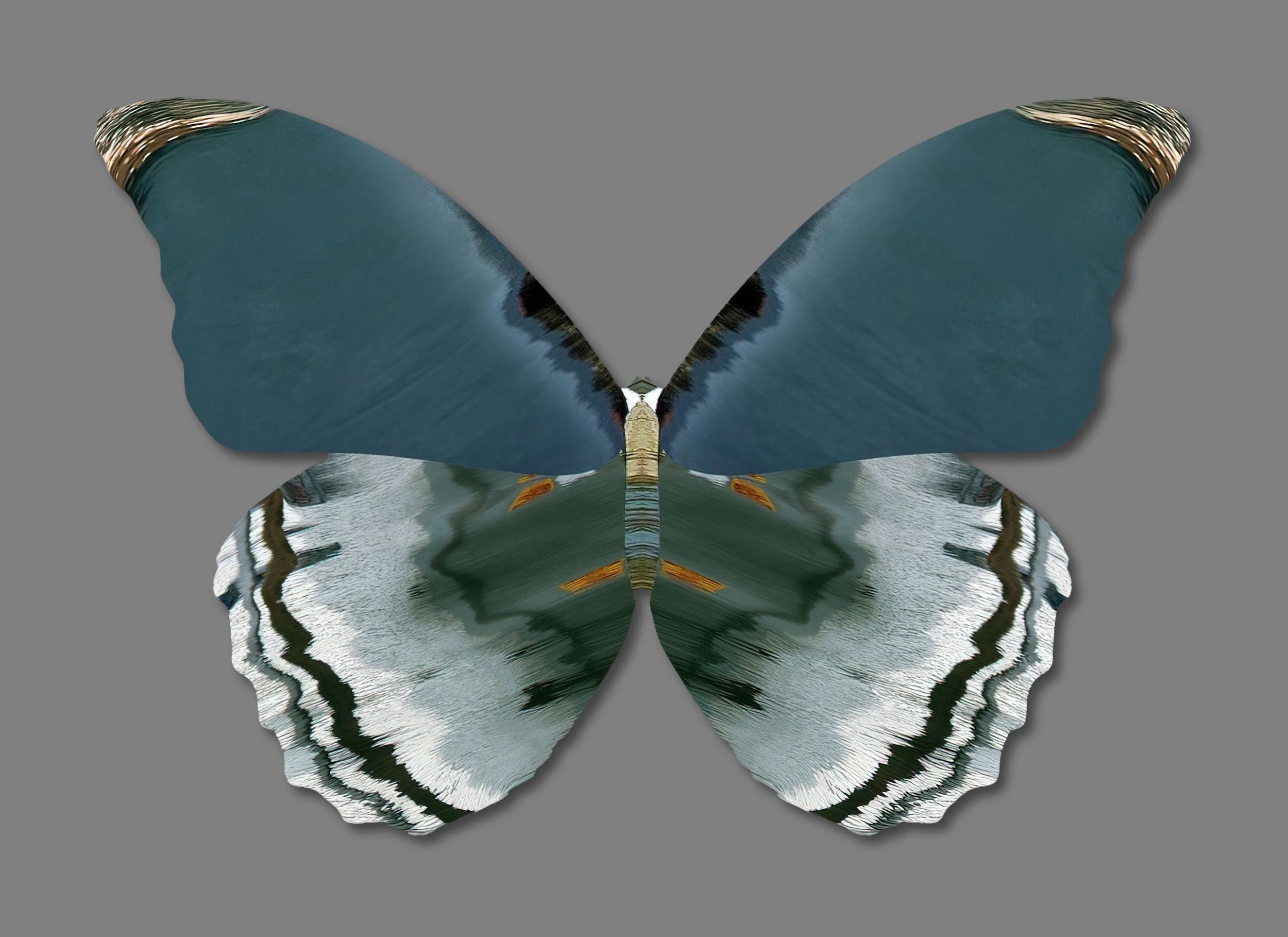 Barbara-Vaughn-Lepidoptera-1.5-2022-16x20.jpg